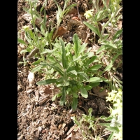 Herbe de Jerusalem, Fibigia clypeata (fam Brassicacees) (Europe du sud, Asie mineure, Egypte) (3)